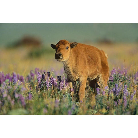 Bison calf White Modern Wood Framed Art Print by Fitzharris, Tim