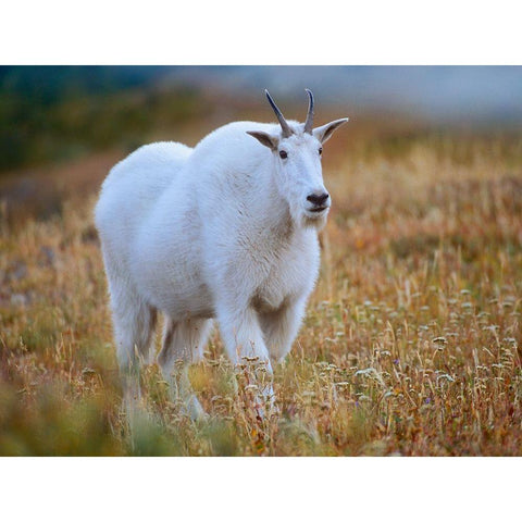 Mountain goat White Modern Wood Framed Art Print by Fitzharris, Tim