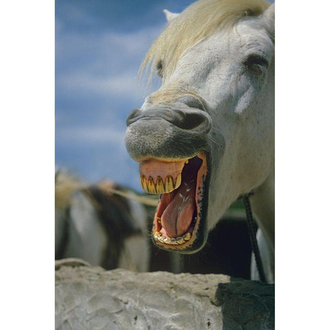 Horse laughing Black Modern Wood Framed Art Print with Double Matting by Fitzharris, Tim