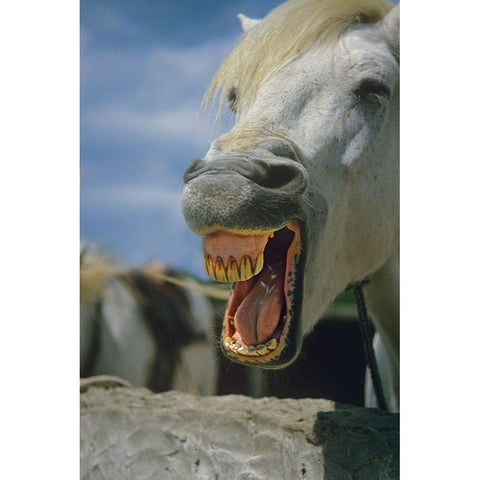 Horse laughing Black Modern Wood Framed Art Print by Fitzharris, Tim