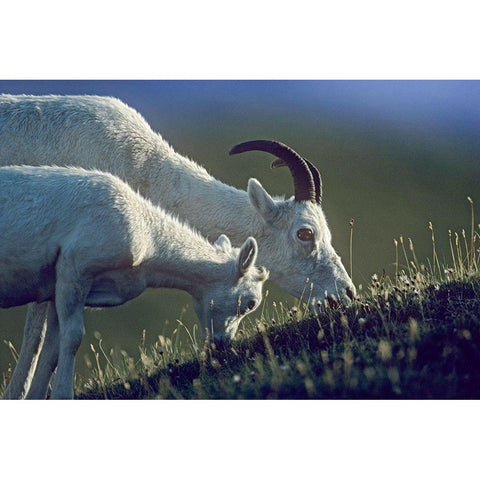 Dalls sheep mother and lamb White Modern Wood Framed Art Print by Fitzharris, Tim