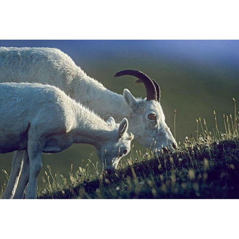 Dalls sheep mother and lamb Black Modern Wood Framed Art Print by Fitzharris, Tim