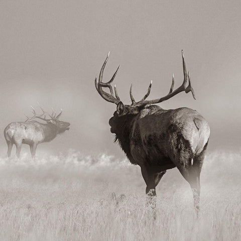 Bull elk challenge Sepia Gold Ornate Wood Framed Art Print with Double Matting by Fitzharris, Tim