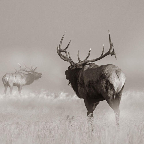 Bull elk challenge Sepia Black Modern Wood Framed Art Print with Double Matting by Fitzharris, Tim