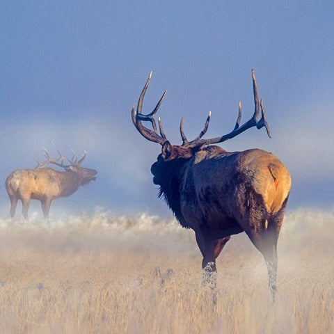 Bull elk challenge Gold Ornate Wood Framed Art Print with Double Matting by Fitzharris, Tim