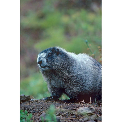 Hoary Marmot Black Modern Wood Framed Art Print with Double Matting by Fitzharris, Tim