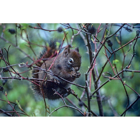 Red Squirrel eating rosehips Black Modern Wood Framed Art Print with Double Matting by Fitzharris, Tim