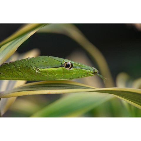 Green Vine Snake White Modern Wood Framed Art Print by Fitzharris, Tim