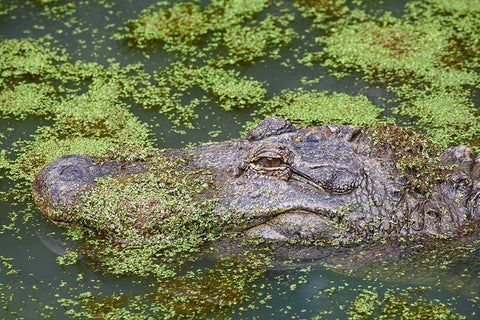 American alligator camouflaged among duckweed White Modern Wood Framed Art Print with Double Matting by Fitzharris, Tim
