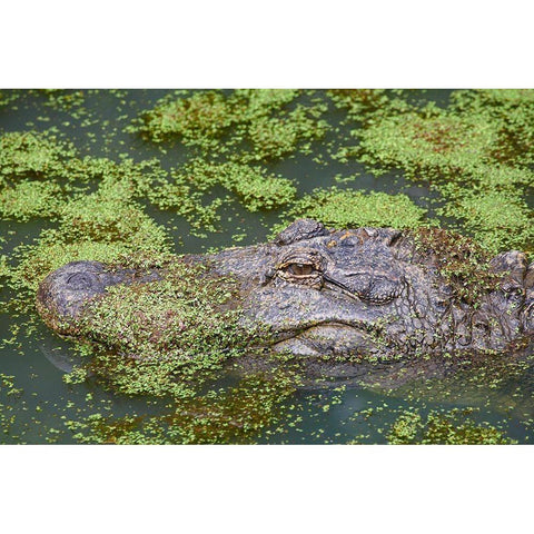 American alligator camouflaged among duckweed White Modern Wood Framed Art Print by Fitzharris, Tim