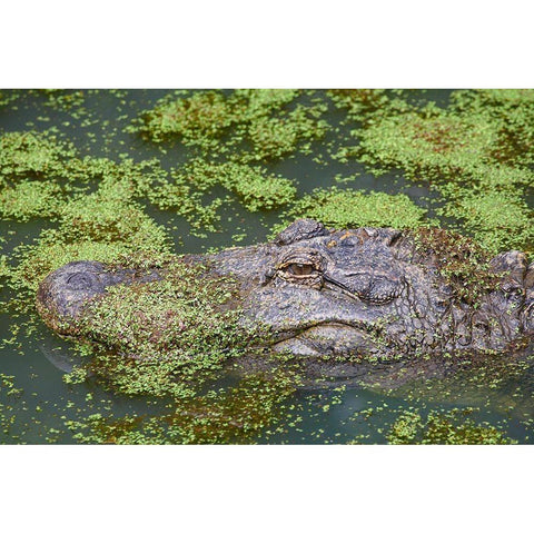American alligator camouflaged among duckweed Gold Ornate Wood Framed Art Print with Double Matting by Fitzharris, Tim