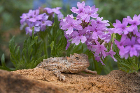 Horny toad lizard among prairie verbena Black Ornate Wood Framed Art Print with Double Matting by Fitzharris, Tim