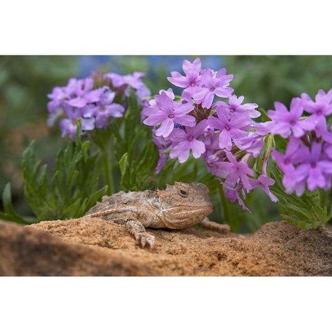 Horny toad lizard among prairie verbena White Modern Wood Framed Art Print by Fitzharris, Tim