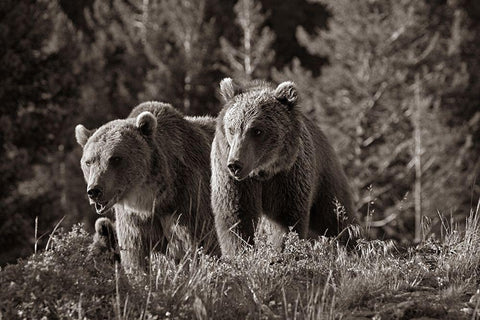 Grizzly bear cubs Sepia Black Ornate Wood Framed Art Print with Double Matting by Fitzharris, Tim