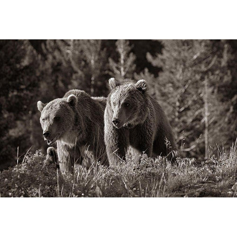 Grizzly bear cubs Sepia White Modern Wood Framed Art Print by Fitzharris, Tim