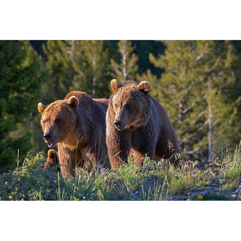 Grizzly bear cubs Black Modern Wood Framed Art Print with Double Matting by Fitzharris, Tim