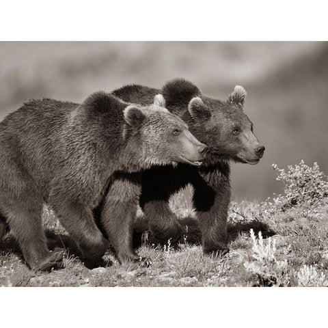 Grizzly bear cubs Sepia Black Modern Wood Framed Art Print with Double Matting by Fitzharris, Tim