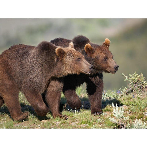 Grizzly bear cubs Gold Ornate Wood Framed Art Print with Double Matting by Fitzharris, Tim