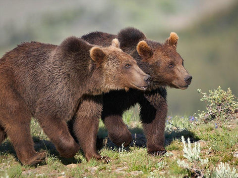 Grizzly bear cubs White Modern Wood Framed Art Print with Double Matting by Fitzharris, Tim