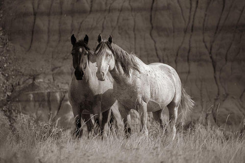 Wild horses Badlands Natl Park SD Sepia White Modern Wood Framed Art Print with Double Matting by Fitzharris, Tim