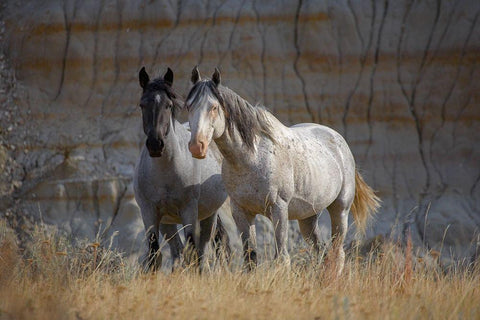 Wild horses Badlands Natl Park SD White Modern Wood Framed Art Print with Double Matting by Fitzharris, Tim