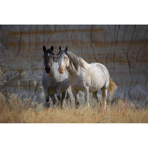 Wild horses Badlands Natl Park SD Black Modern Wood Framed Art Print with Double Matting by Fitzharris, Tim