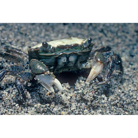 Sand crab Black Modern Wood Framed Art Print by Fitzharris, Tim