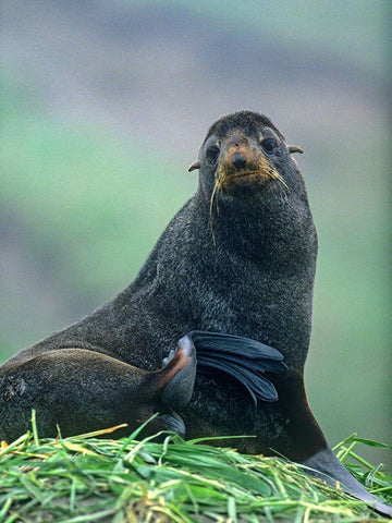 Northern Fur Seal White Modern Wood Framed Art Print with Double Matting by Fitzharris, Tim