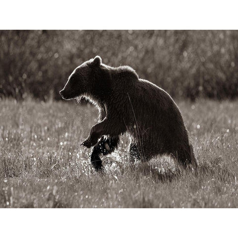 Grizzly bear Sepia Black Modern Wood Framed Art Print with Double Matting by Fitzharris, Tim