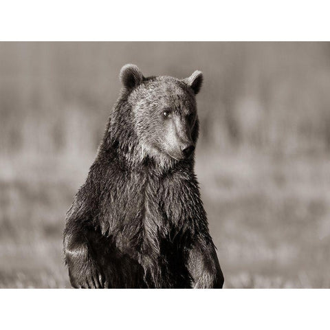 Grizzly bear Sepia Black Modern Wood Framed Art Print by Fitzharris, Tim