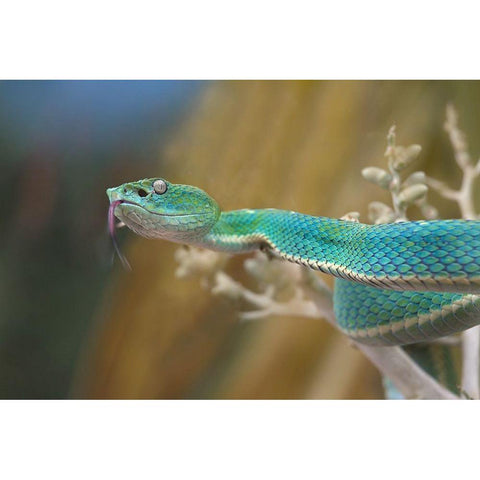 Side-striped palm pit viper snake Gold Ornate Wood Framed Art Print with Double Matting by Fitzharris, Tim