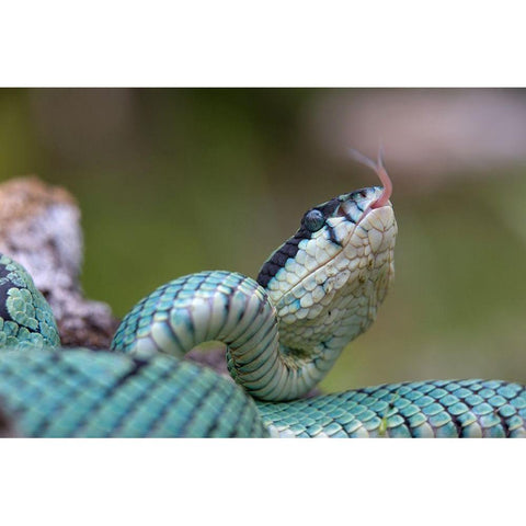 Green pit viper snake White Modern Wood Framed Art Print by Fitzharris, Tim