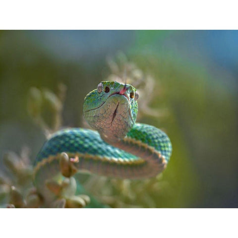 Side-striped palm pit viper snake Gold Ornate Wood Framed Art Print with Double Matting by Fitzharris, Tim