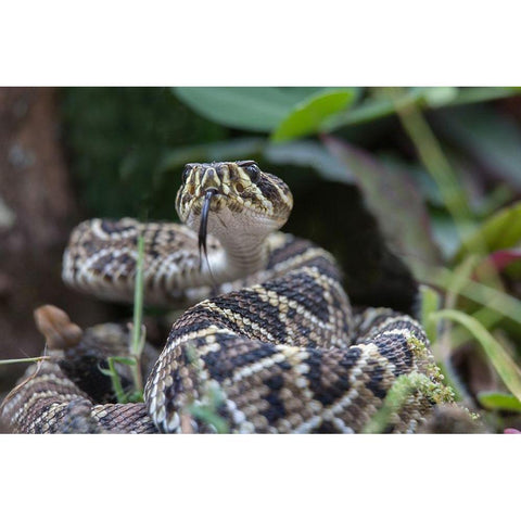 Eastern diamondback rattlesnake baby Black Modern Wood Framed Art Print by Fitzharris, Tim