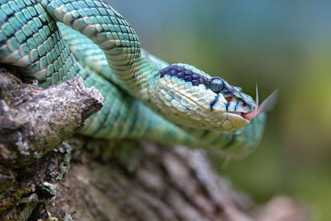 Green pit viper snake Black Ornate Wood Framed Art Print with Double Matting by Fitzharris, Tim