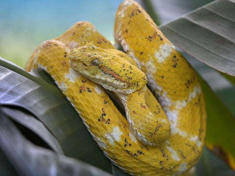 Yellow eyelash pit viper snake White Modern Wood Framed Art Print with Double Matting by Fitzharris, Tim