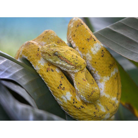 Yellow eyelash pit viper snake Black Modern Wood Framed Art Print with Double Matting by Fitzharris, Tim