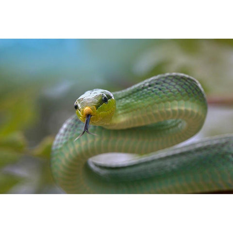 Red-tailed green rat snake White Modern Wood Framed Art Print by Fitzharris, Tim