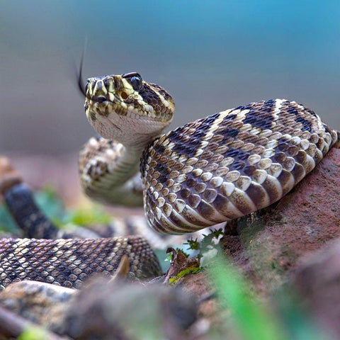 Eastern diamondback rattlesnake baby Gold Ornate Wood Framed Art Print with Double Matting by Fitzharris, Tim