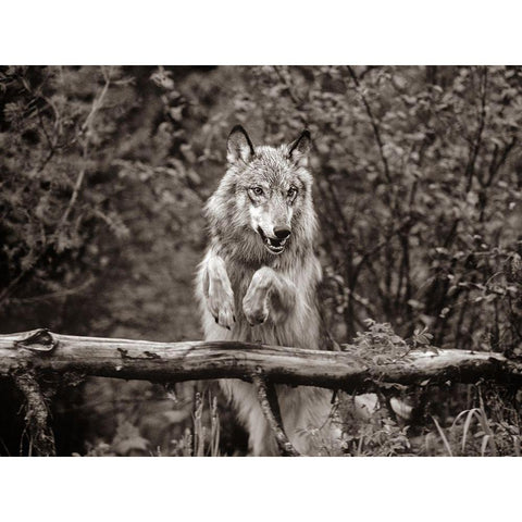 Gray wolf Sepia White Modern Wood Framed Art Print by Fitzharris, Tim