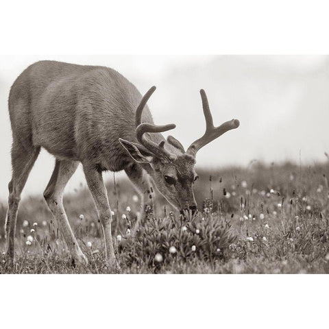 Mule eating lupines Sepia Black Modern Wood Framed Art Print by Fitzharris, Tim