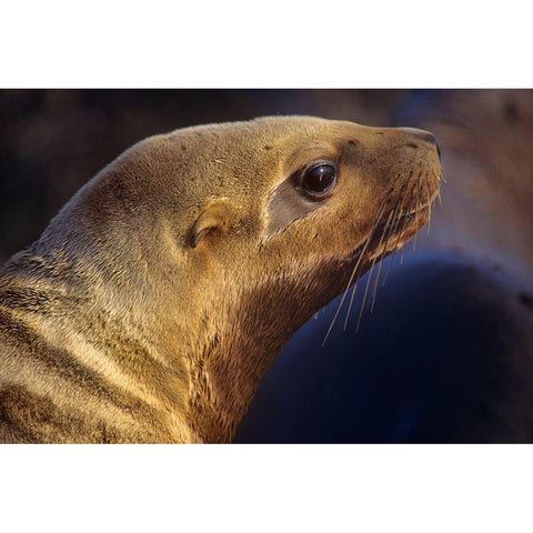 Northern Sea Lion Black Modern Wood Framed Art Print with Double Matting by Fitzharris, Tim