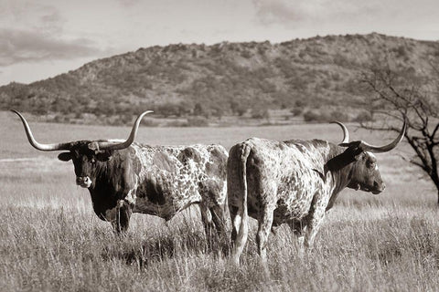 Longhorn cattle Sepia White Modern Wood Framed Art Print with Double Matting by Fitzharris, Tim