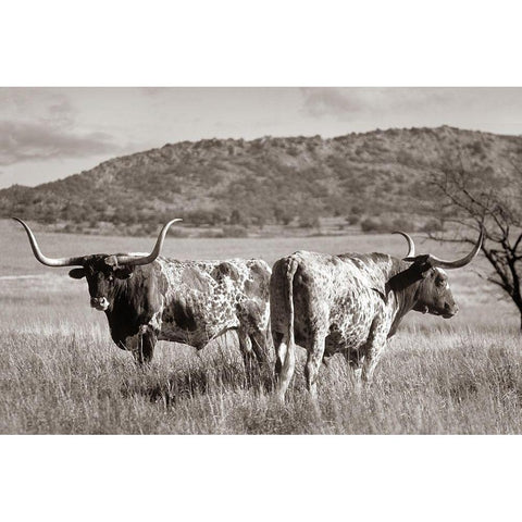 Longhorn cattle Sepia Black Modern Wood Framed Art Print by Fitzharris, Tim