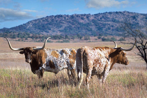 Longhorn cattle White Modern Wood Framed Art Print with Double Matting by Fitzharris, Tim