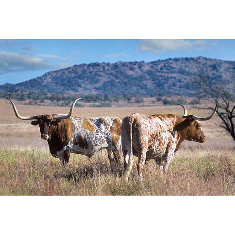 Longhorn cattle Black Modern Wood Framed Art Print with Double Matting by Fitzharris, Tim