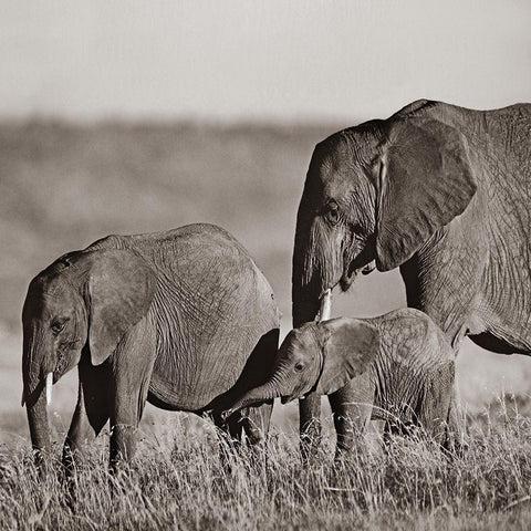 African elephants-Masai National Reserve-Kenya Sepia Gold Ornate Wood Framed Art Print with Double Matting by Fitzharris, Tim