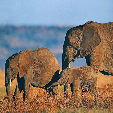 African elephants-Masai National Reserve-Kenya White Modern Wood Framed Art Print with Double Matting by Fitzharris, Tim