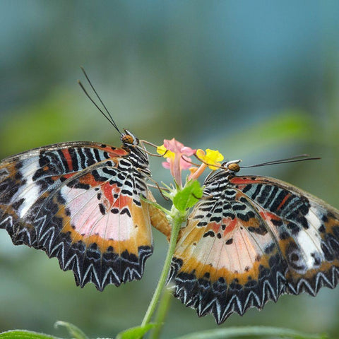 Cethosia luzonica butterflies mating White Modern Wood Framed Art Print with Double Matting by Fitzharris, Tim