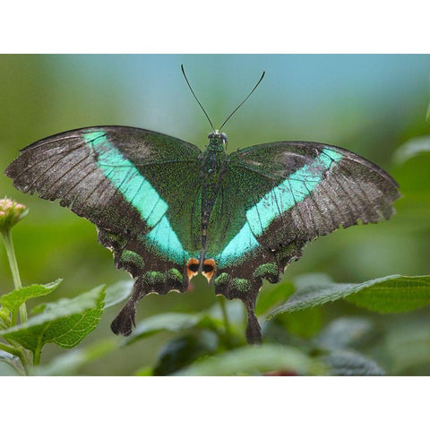 Local Queen butterfly-Papilio daedalus White Modern Wood Framed Art Print by Fitzharris, Tim